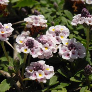 Verbena nodiflora cubresuelo herb�cea